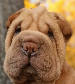 Šarpej, Sharpej, Shar-pei s PP - 3