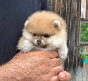 Pomeranian  mini - 3