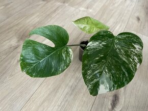 Monstera albo variegata - 3