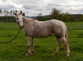 Prodám klisnu Appaloosa Horse - 3