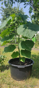 PAULOWNIA TOMENTOSA (Plstnatá) - 3