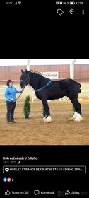 Shire horse klisna - 3