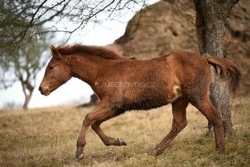 Lusitano PSL klisna s pp přímo od chovatele - 3