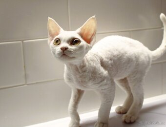 Devon rex - 3