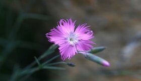 Hvozdík moravský-Dianthus moravicus 100 semen 50 Kč - 3