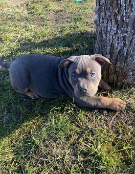 American bully - 3