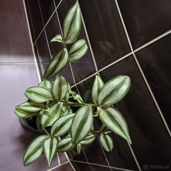 Tradescantia Zebrina - 3