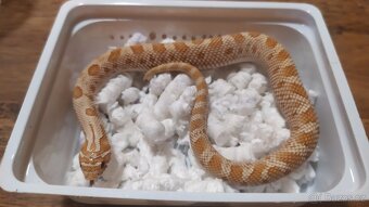 Heterodon/Hognose 2+1 zdarma - 3