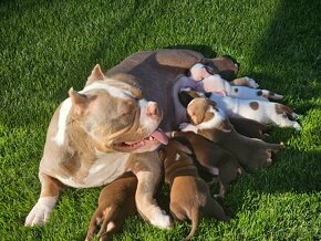 American Bully - 3