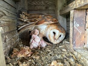 Sova pálená (tyto alba) - 3