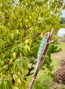 Chameleon pardálí, nosy be - 3