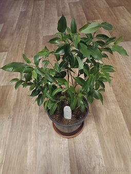 Ficus Benjamina - 3