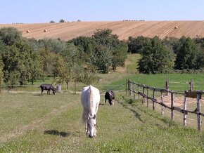 Koupím koně - učitele nebo vysloužilého z hiporehabilitací. - 3