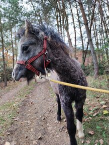 Welsh mountain pony klisna - 5/2024 - 3