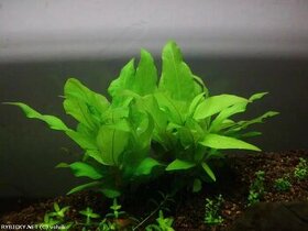 Hygrophila Corymbosa Mini (akvarijni rostlinka) - 3