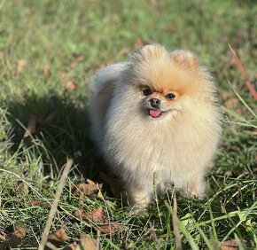 Pomeranian s PP, FCI - 3