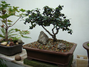 Skalník celokrajný bonsai - 3