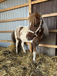 Mini horse hřebeček (minihorse) s PP - 3