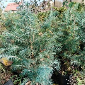 Cedr atlasky  (Cedrus atlantica) - 3