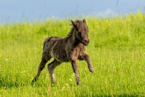 Minishetland hřebeček letošní - 3