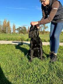 Cane corso - pejsek s PP - 3