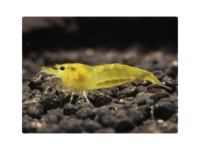 Krevetky - Neocaridina Yellow Fire (light) - 3