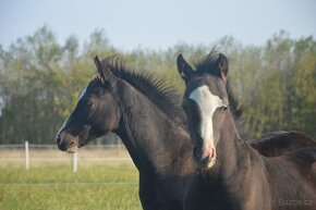 Welsh pony sekce B - 3