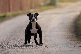 American Bully Pocket ABKC - 3