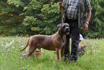 Cane Corso krycí pes - 3