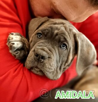 AMIDALA šteniatko CANE CORSO s pp - 3