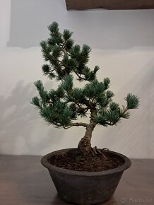 Bonsai Borovice Drobnokvètá - 3