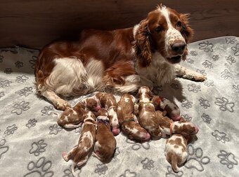 Welsh Springer Spaniel - 3