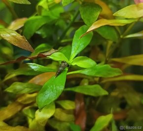 Piskořka vežovitá, akvarijní šnek (Melanoides tuberculata) - 3