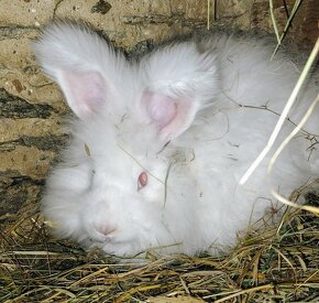 Angora (Angorský králík) - 3