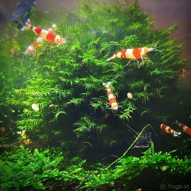 Krevety caridina crystal red (S) - 3