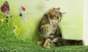 Sibiřská kočka - 3