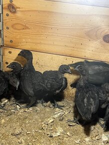 Prodám kuřata Ayam cemani - 3