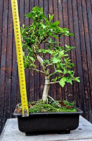 Bonsai, Bonsaj - Ibisek syrsky 1 - 3