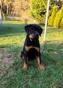 Štěňátko - Rottweiler - 3