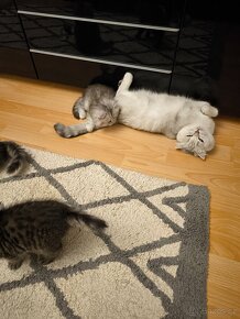 Scottish fold and Scottish straight - 3