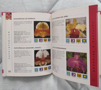 Orchideje - 3