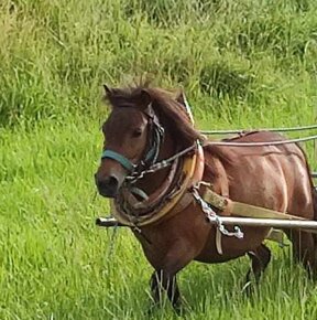 Prodám Shetland pony kobylku, věk 8 let - 3