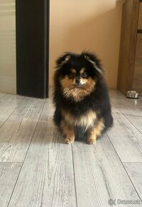 Pomeranian fenka - 3