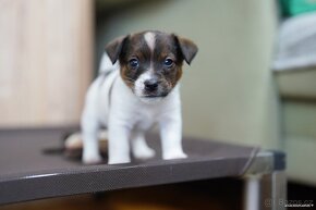 Jack russell terier hladkosrstý pejsek  s PP - 3