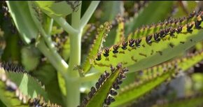 Kalanchoe Kalopejka Náduť - 3