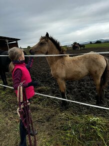 Welsh part bred - 3