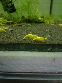 Prodám přebytky krevetky Yellow Neon Stripe - 3