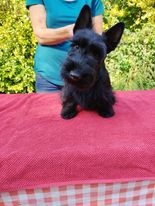 Skotský teriér - scottish terrier - 3