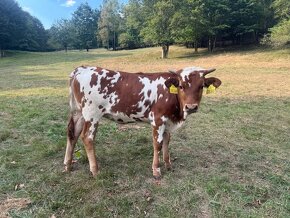 Prodám čistokrevné jalovičky texas longhorn. - 3