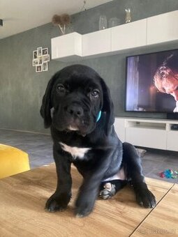 CANE CORSO PSÍ SLEČNA - 3